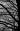   » Click to zoom ->